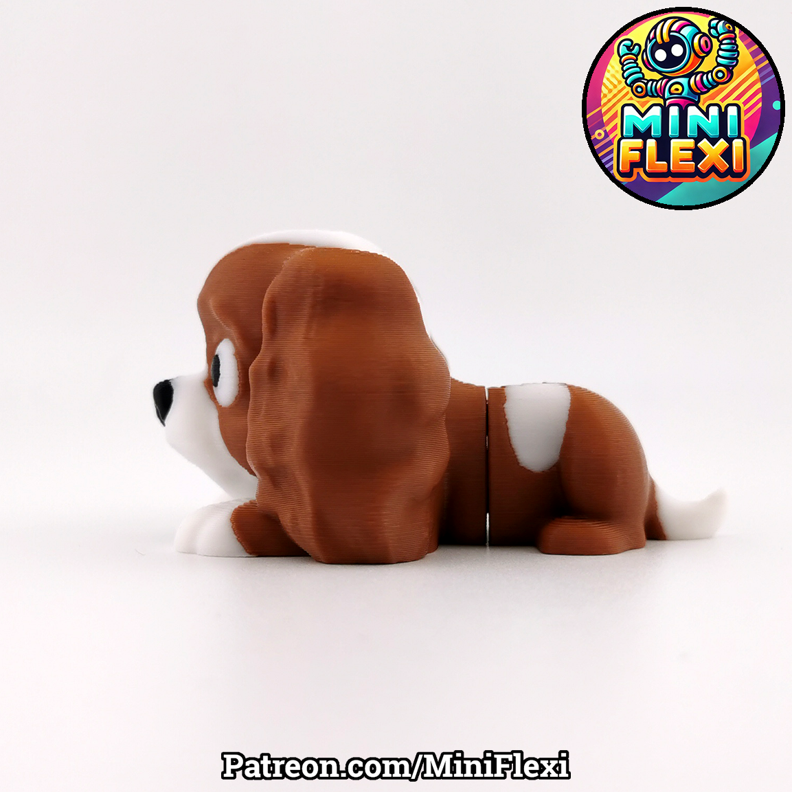 Cavalier King Charles Spaniel Picture 2